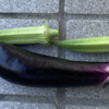 庭で夏野菜 62　【長茄子、オクラ】