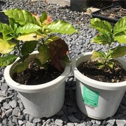 16 01 01から1年間の記事一覧 植物の生長記録 By Yasai18 16 01 01から1年間の記事一覧 植物の生長記録 By Yasai18