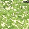 球磨郡あさぎり町で白いソバの花が咲き始める【熊本】