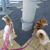 久しぶりの２頭立て！？　お天気の日には、ホームセンターへＧＯ！　初カーゴに…