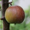 カラムナータイプりんご“メイポール”の収穫近し？と斑入り葉レモン“ピンクレモネード”の結実順調！