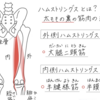 バレエノート(13)太もも裏の筋肉（ハムストリングス）と大腿筋膜張筋について　テキストPDF印刷OK！