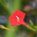 縷紅草～ルコウグサ～