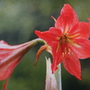 ５月２８日　誕生日の花・花言葉・歌句・万葉歌