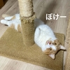 めちゃめちゃ寝坊した朝。バタバタする飼い主とやはりマイペースな愛猫。