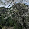 県道黒磯棚倉線の山桜を訪ねる