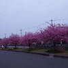 月と桜と…