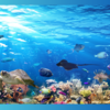 海の庭師: サンゴ礁を作る海洋生物たち