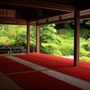 せっかちに花を追いかけて