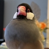 わたしもいつか文鳥博へ