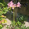 2024年8月の草花～ナツズイセン・タンジー・タビラコの仲間・アキノハハコグサ～