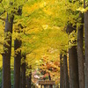 スナップ・大田黒公園・紅葉