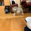 愛犬リクは、とにかくやんちゃ