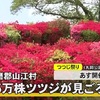 山江村の丸岡公園で５万株のツツジが見頃