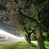 運動公園の夜桜見物