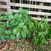 地植え植物の水遣りは難しい