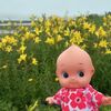 キューピー念願の道東の花旅は小清水原生花園へ。秋にはサンゴ草も見ることができます。