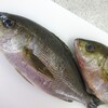 旬の魚料理講座５月実習・イサキ