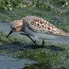 近くの県へ鳥見に行ったよ（２０２１　０５０９）その１。