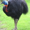 驚愕！世界一危険な鳥「ヒクイドリ」の意外な魅力と秘密