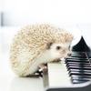子育てに疲れた時に聞きたい音楽ーその２：ギルバート・オサリバン