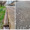 今年は花吹雪が早い！