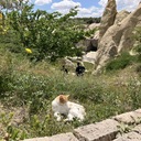 猫も歩けば