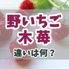野いちごと木苺の違いは何？見た目や実の形状・味や食感の違いと安全に楽しむ方法