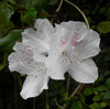 Rhododendron tashiroi   