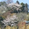 桜狩りー鎌倉・長谷