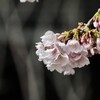首の筋