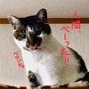 ヒトにきびしく