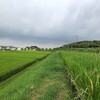 青い空。緑の稲田に白い鷺