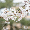 愛知県「岡崎公園の桜祭り」のお花見写真