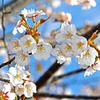 さくら　サクラ　桜