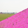 芝桜の季節です