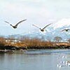 ハクチョウが早くも北帰行（青森県）