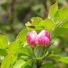 実海棠の花