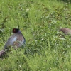 土手でくつろぐキジの夫婦