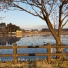 池花池の白鳥と「陽光桜」・・