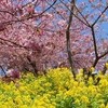 松田山の河津桜と菜の花