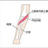 巻き肩と前腕の筋肉の関係。