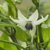 ナス科トウガラシ属🌶紅はるか🍠