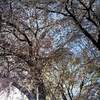 紅葉穴場 宝厳院 紅葉 見頃は？ ライトアップ ２０２１年は？
