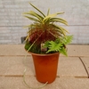 植え替えしない方がいいのかも。