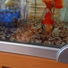 更紗の赤色が消えていく金魚