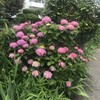 紫陽花