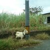 蔵出し沖縄・ヤギの島