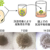 じじぃの「歴史・思想_227_人工培養された脳・生殖細胞・人工精子」