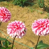 世羅高原農場のダリアたち （94）　～ 花はみんなをしあわせにする ～